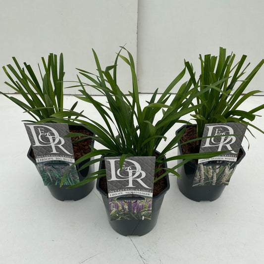 Liriope muscari mix 25cm 17cm Pot