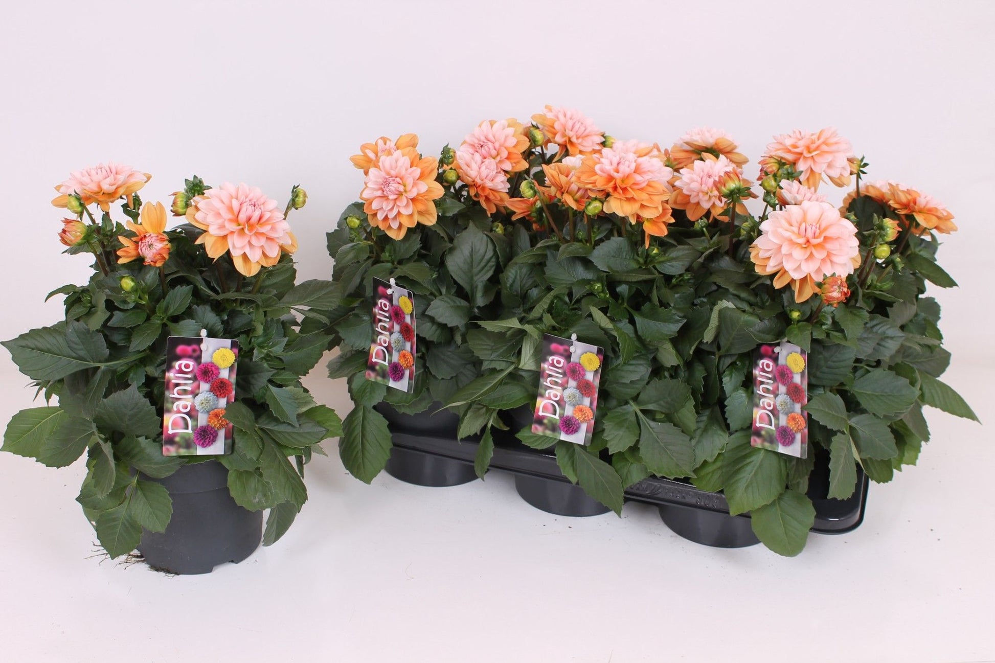 Dahlia Labella Grande Orange Bicolour 40cm 17cm Pot