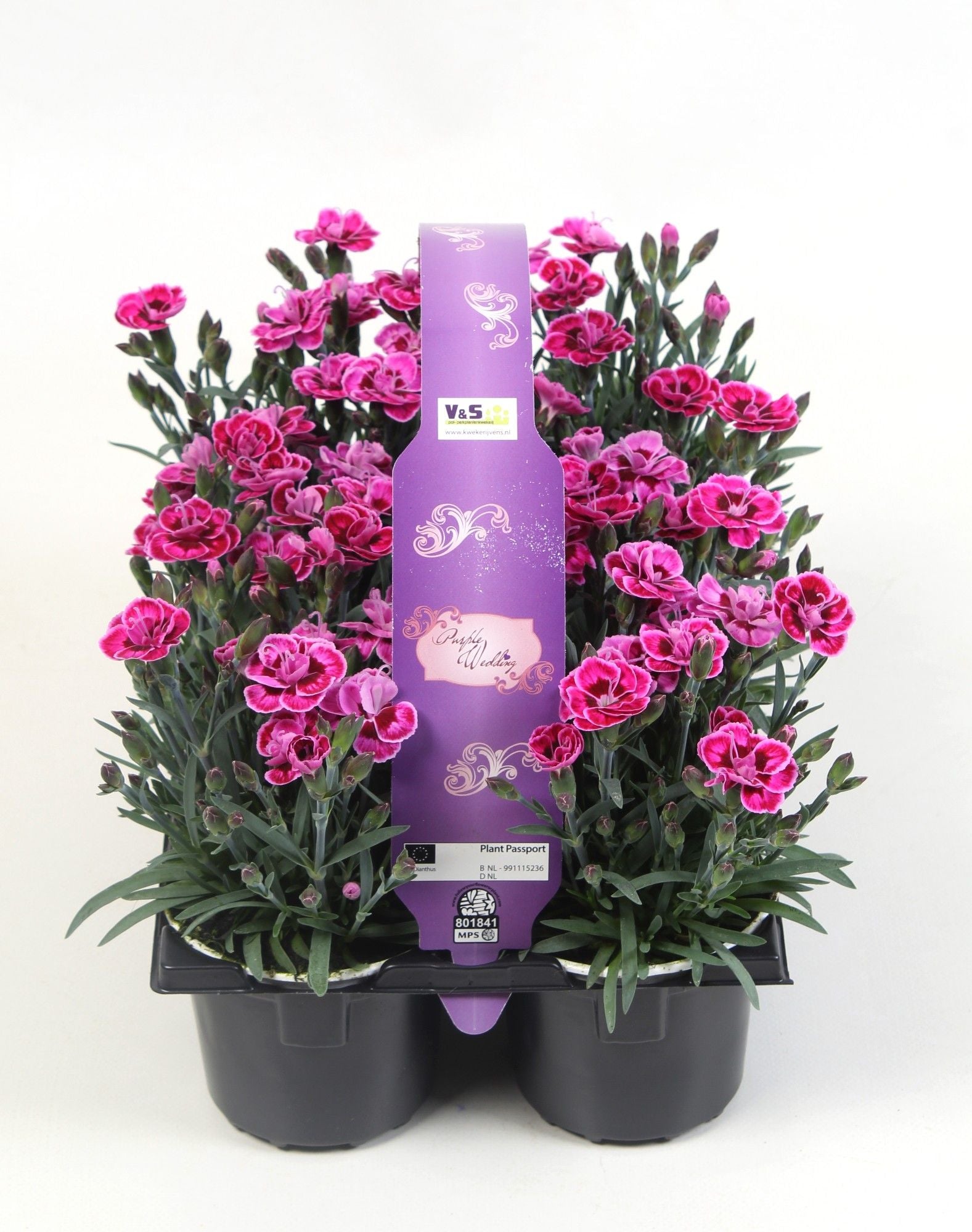 Dianthus Purple Wedding 6-pack 15cm 9cm Pot