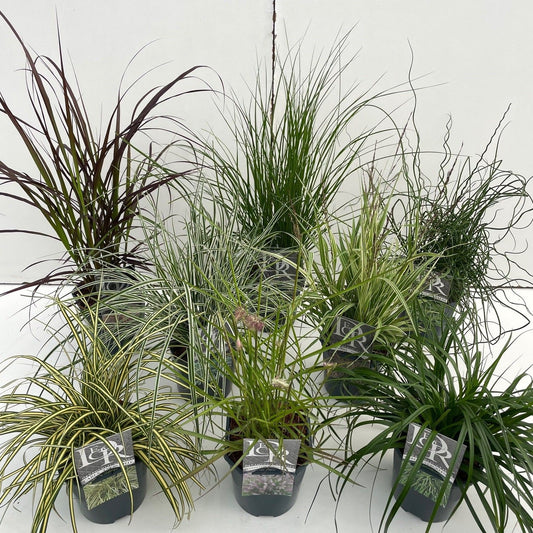 Grasses diff. varieties 30cm 17cm Pot
