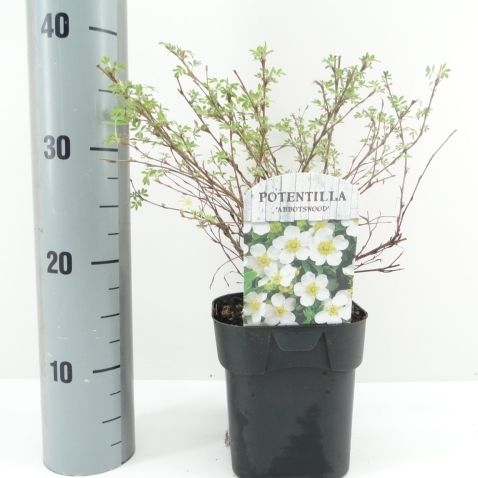 Potentilla frut. Abbotswood 25cm 17cm Pot