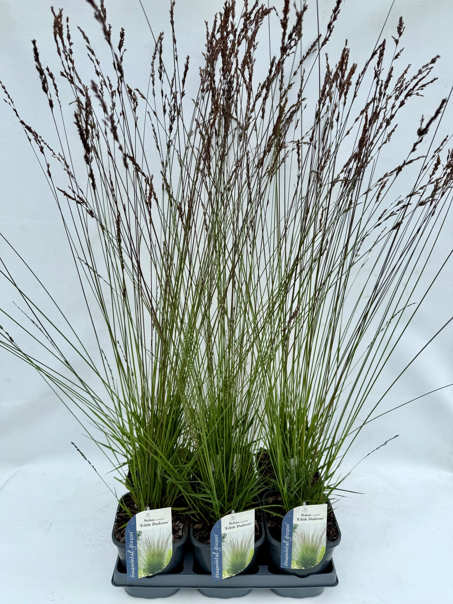 Molinia Edith Dudszus 15cm 17cm Pot