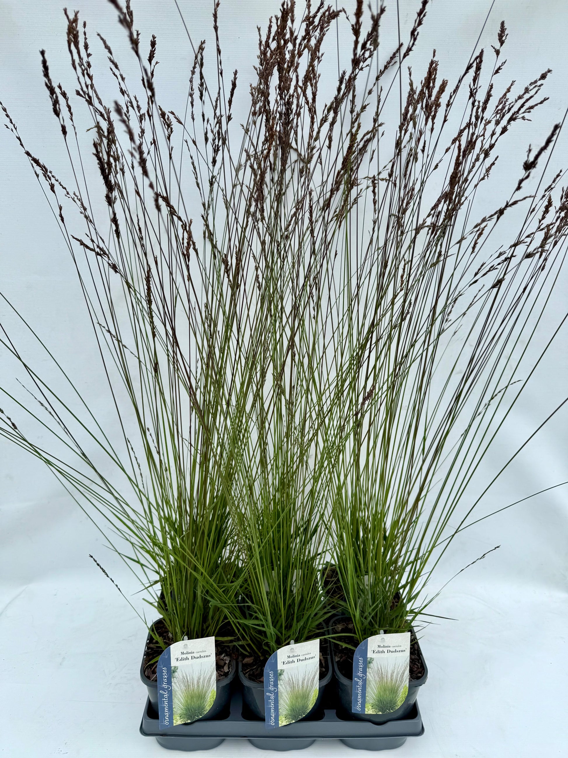 Molinia Edith Dudszus 15cm 17cm Pot