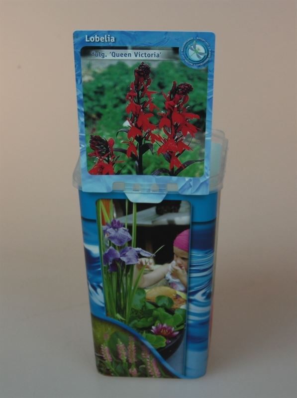 Waterplants 22cm 11cm Pot