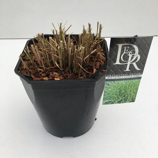 Miscanthus sin. Little Zebra 50cm 23cm Pot