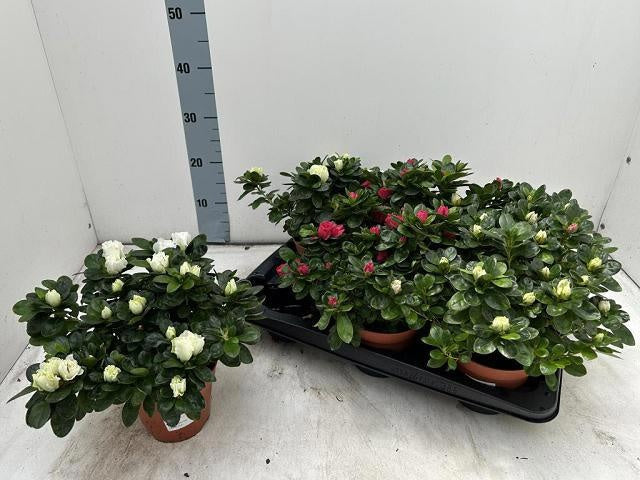 Rhododendron simsii Vogel mix 27cm 14cm Pot