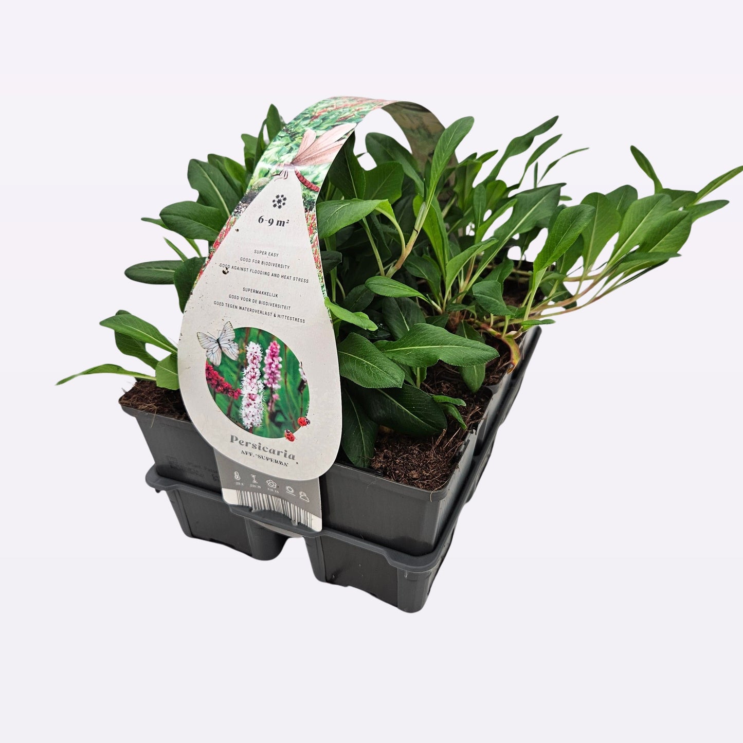 Persicaria affinis Superbum 10cm 9cm Pot