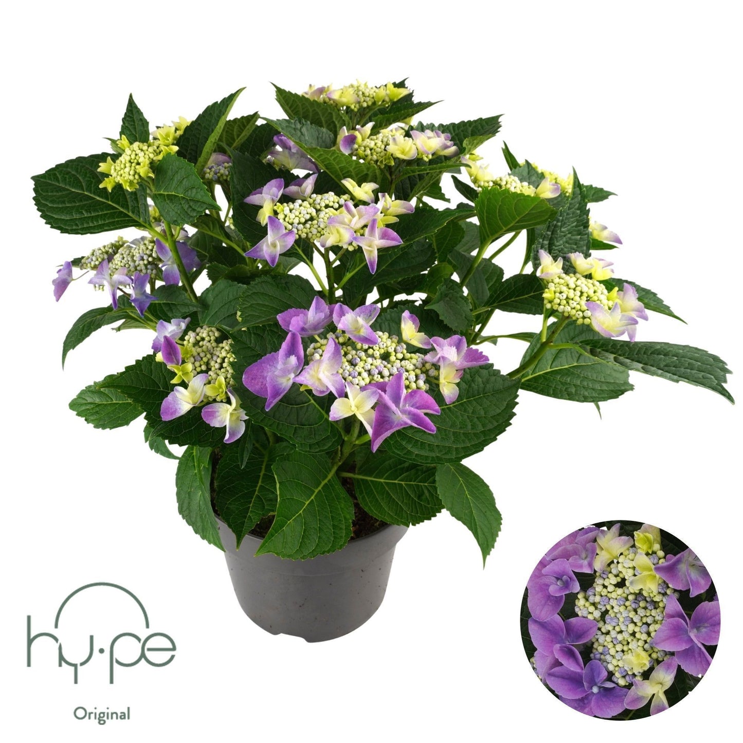 Hydrangea macr. Lacecap blue 45cm 23cm Pot