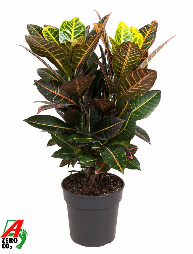 Codiaeum Petra 70cm 21cm Pot