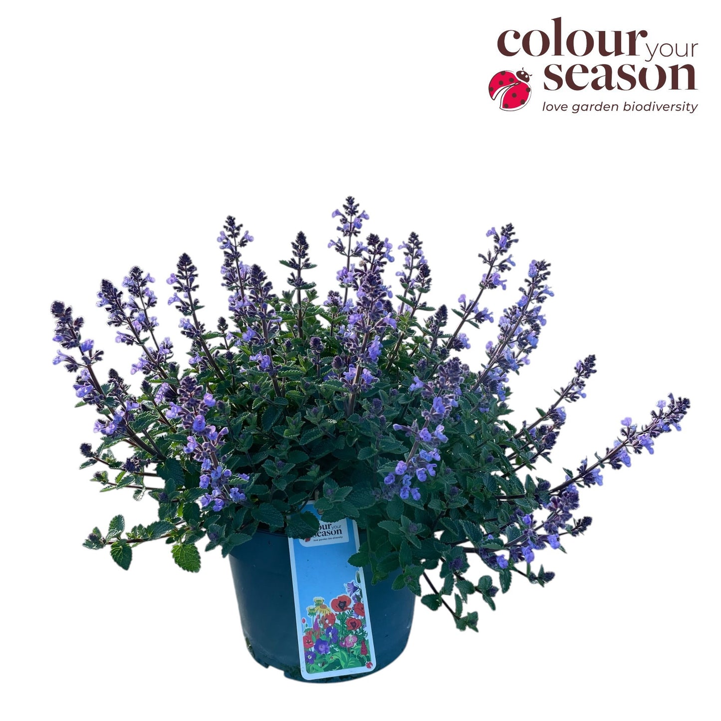 Nepeta faassenii 40cm 19cm Pot