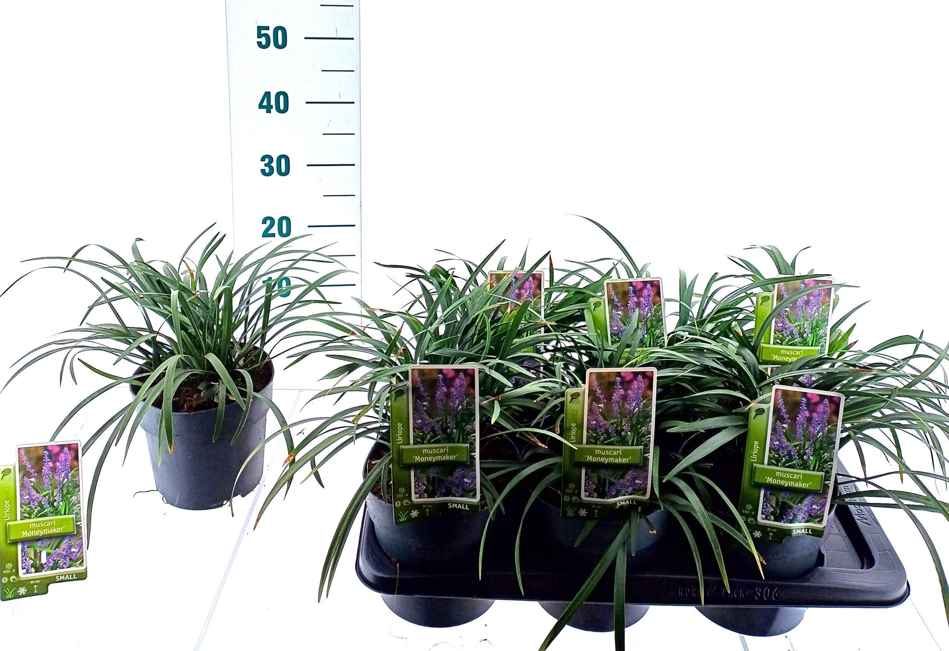 Liriope mus. Moneymaker 20cm 17cm Pot