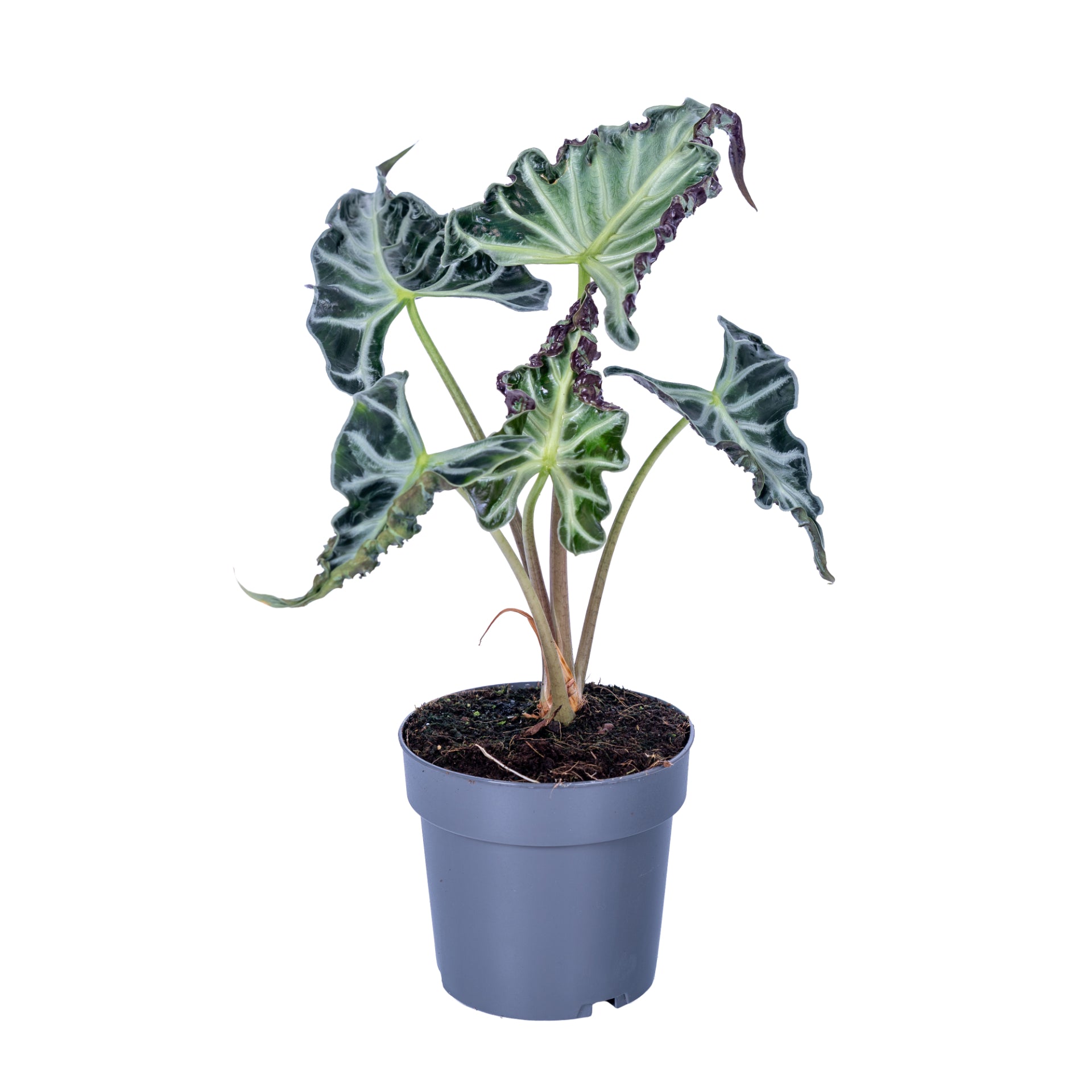 Alocasia Loco 40cm 14cm Pot