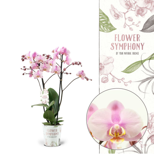 Phalaenopsis Flower Symphony Roskilde 45cm 12cm Pot