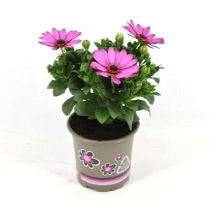 Osteospermum Marg. Pink 22cm 11cm Pot
