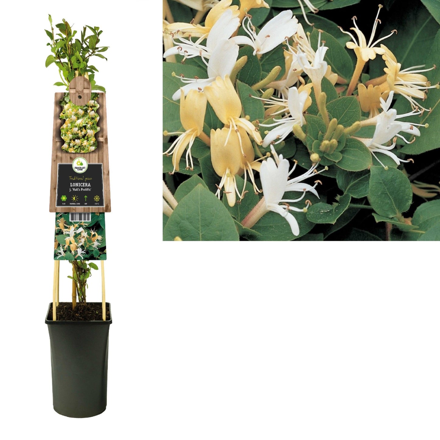 Lonicera jap. Hall Prolific 75cm 17cm Pot