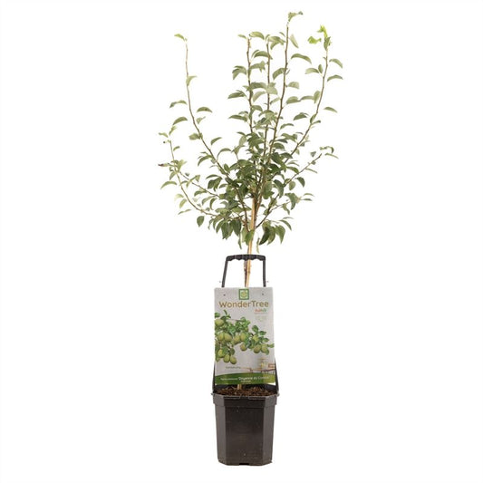 Pyrus com. Doy. du Comice Halfstam 160cm 24cm Pot