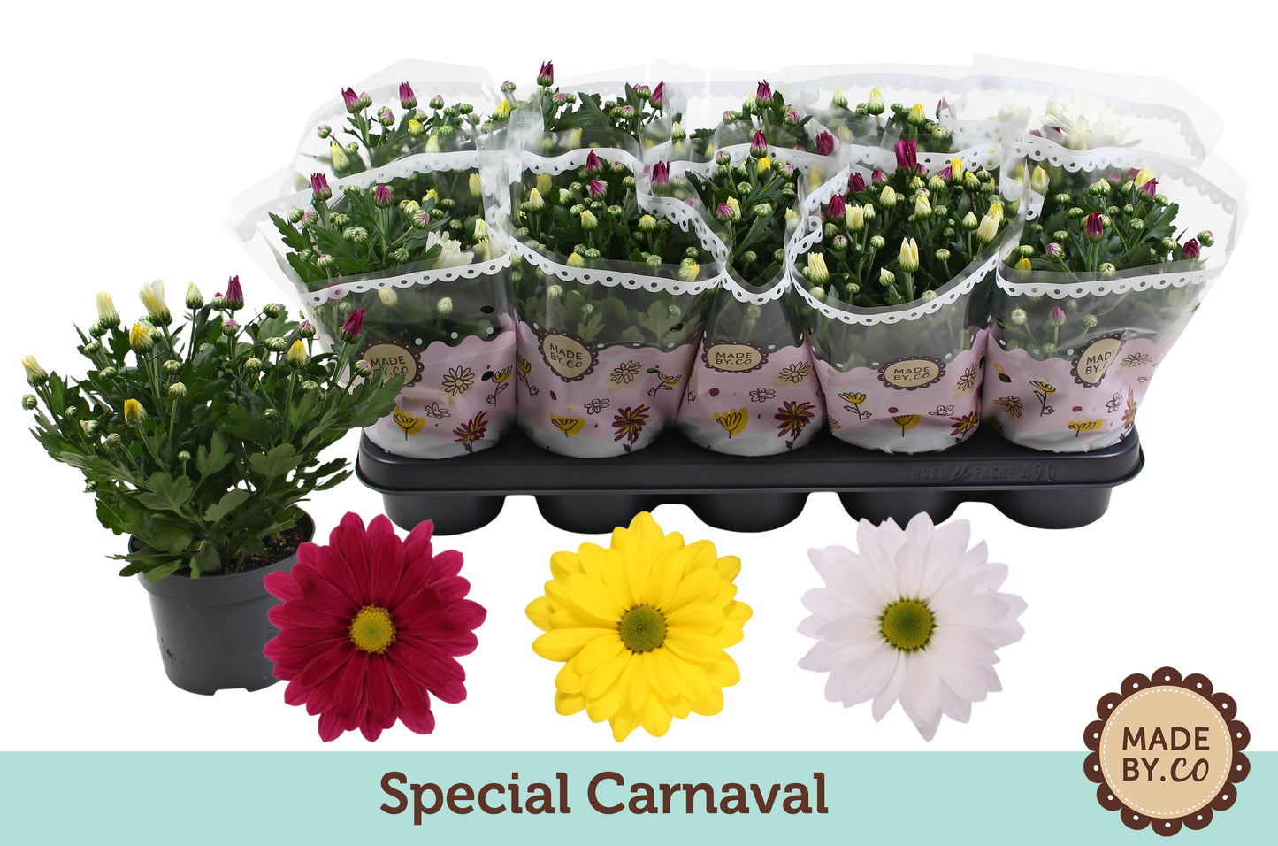 Chrysanthemum carnaval mix 25cm 12cm Pot