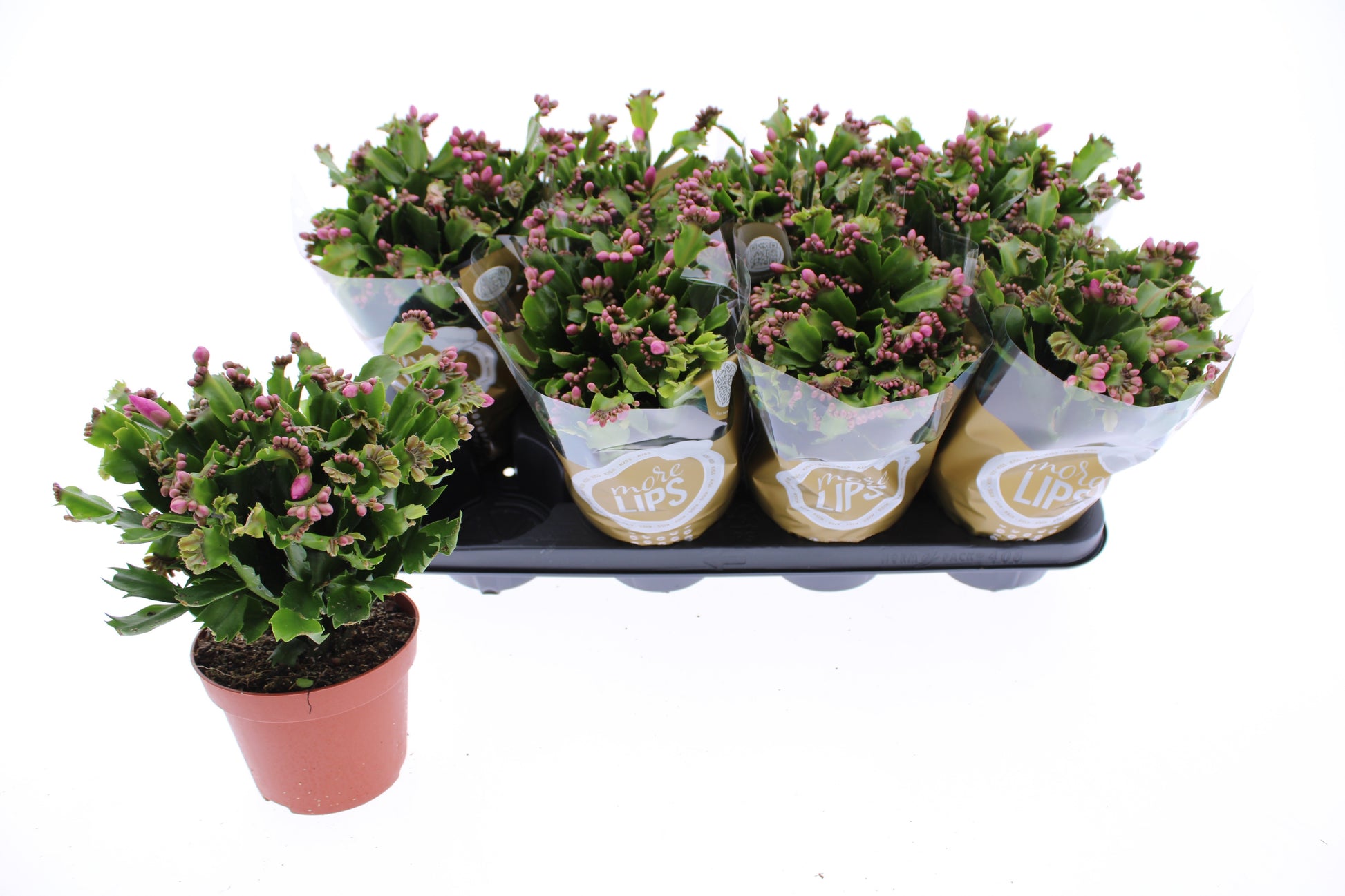 Schlumbergera truncata 27cm 13cm Pot