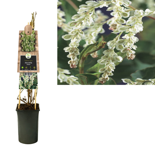Fallopia aubertii 75cm 17cm Pot