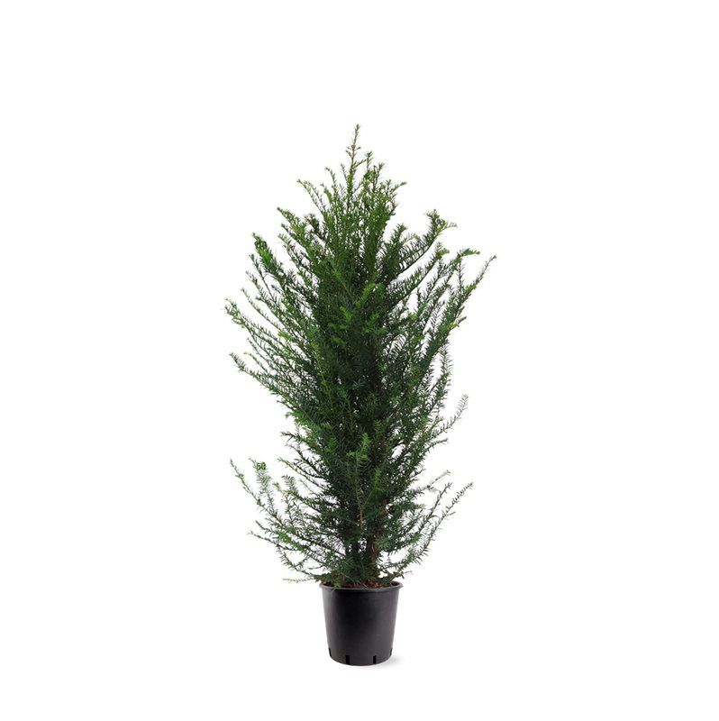 Taxus baccata 125cm 28cm Pot