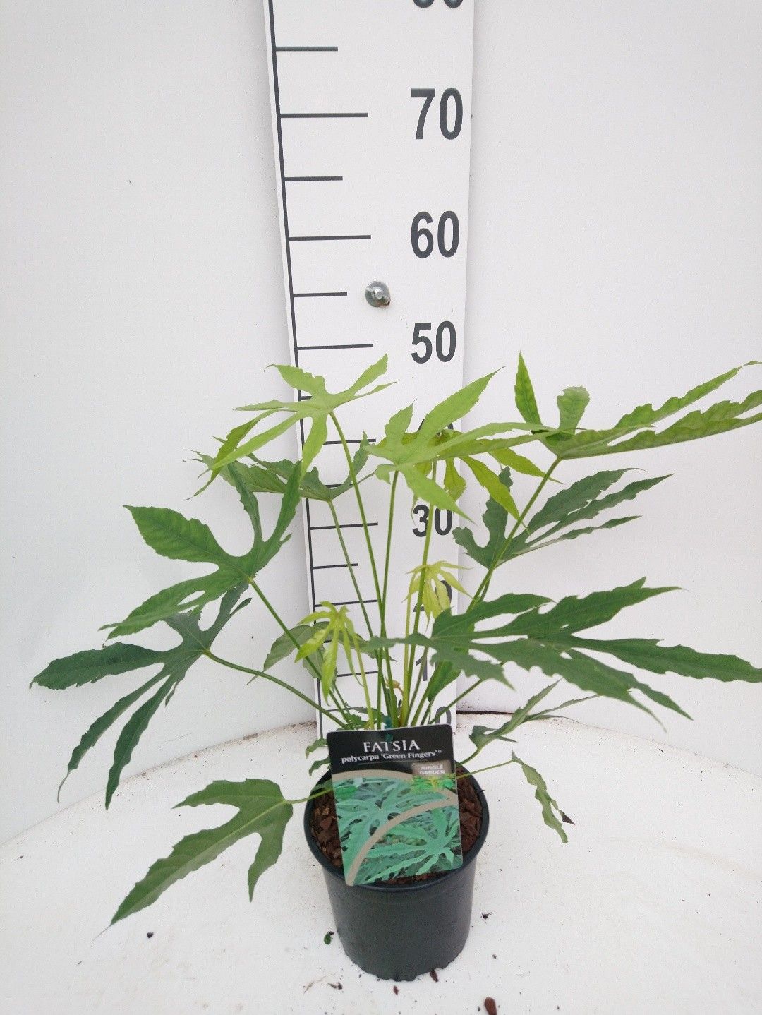 Fatsia japonica 40cm 17cm Pot