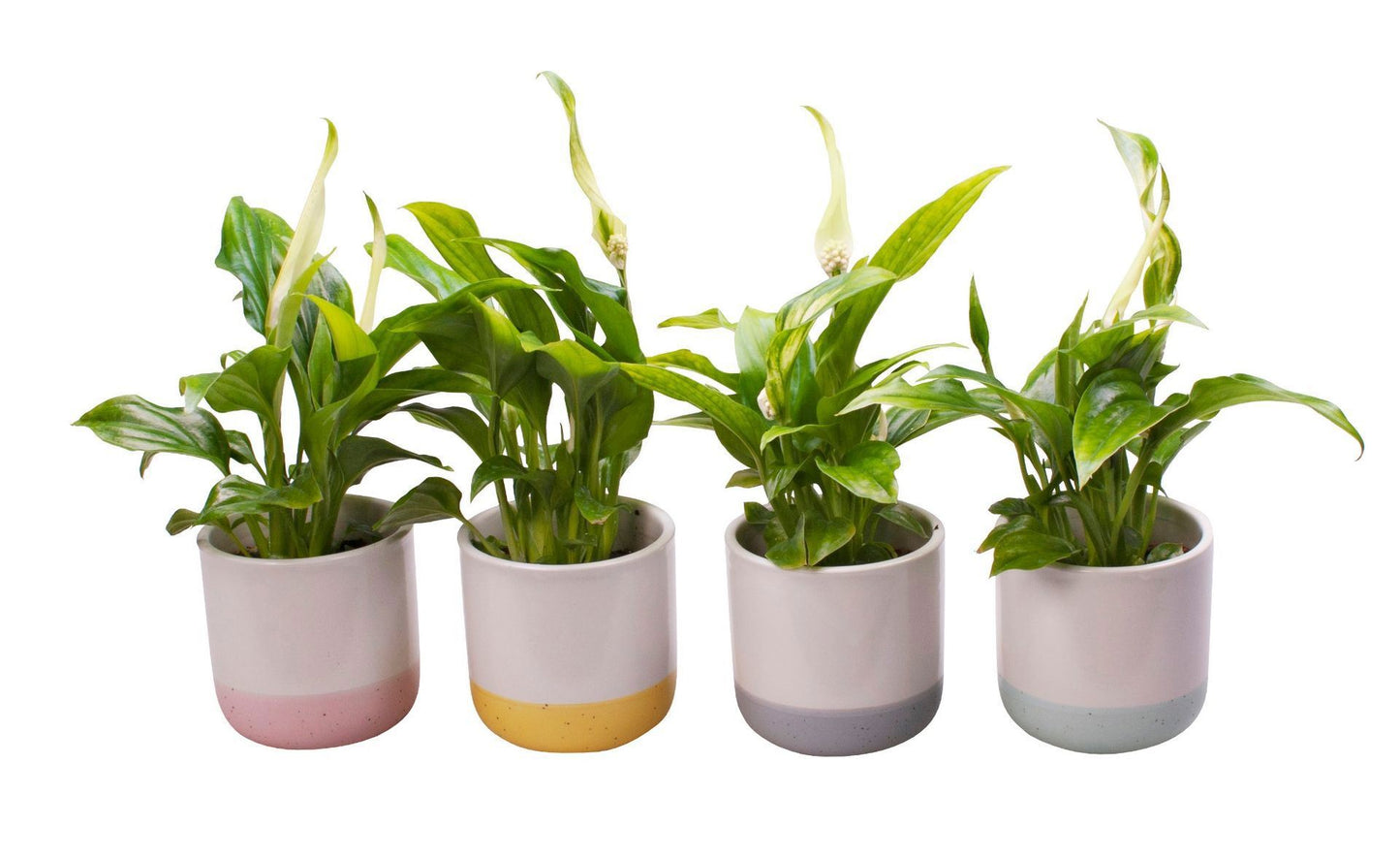 Spathiphyllum in ceramic 17cm 6cm Pot