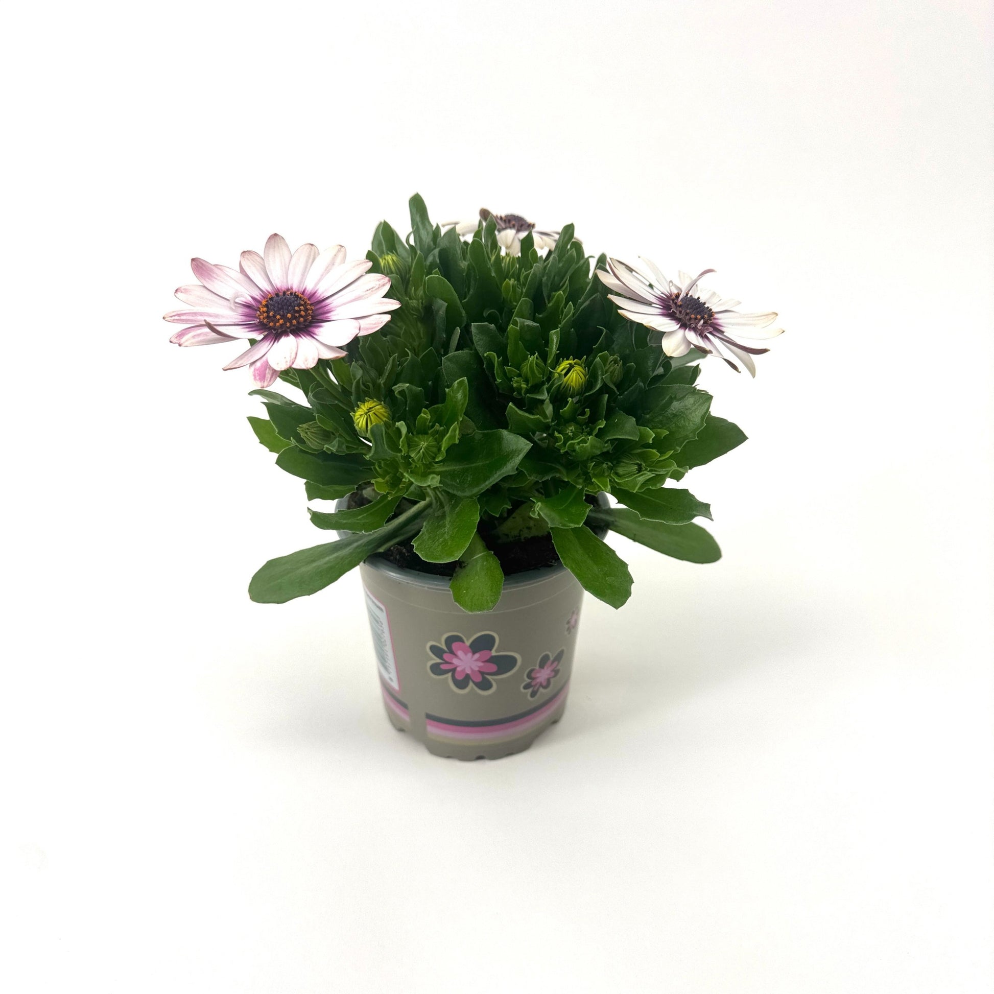 Osteospermum Senorita Quinty 22cm 11cm Pot