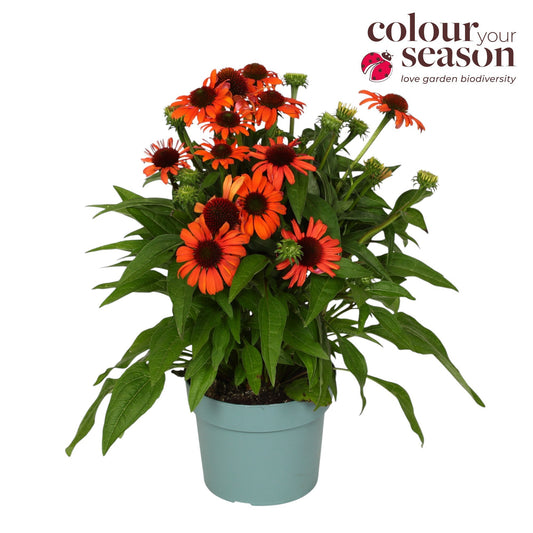 Echinacea Mooodz Fearless 45cm 19cm Pot