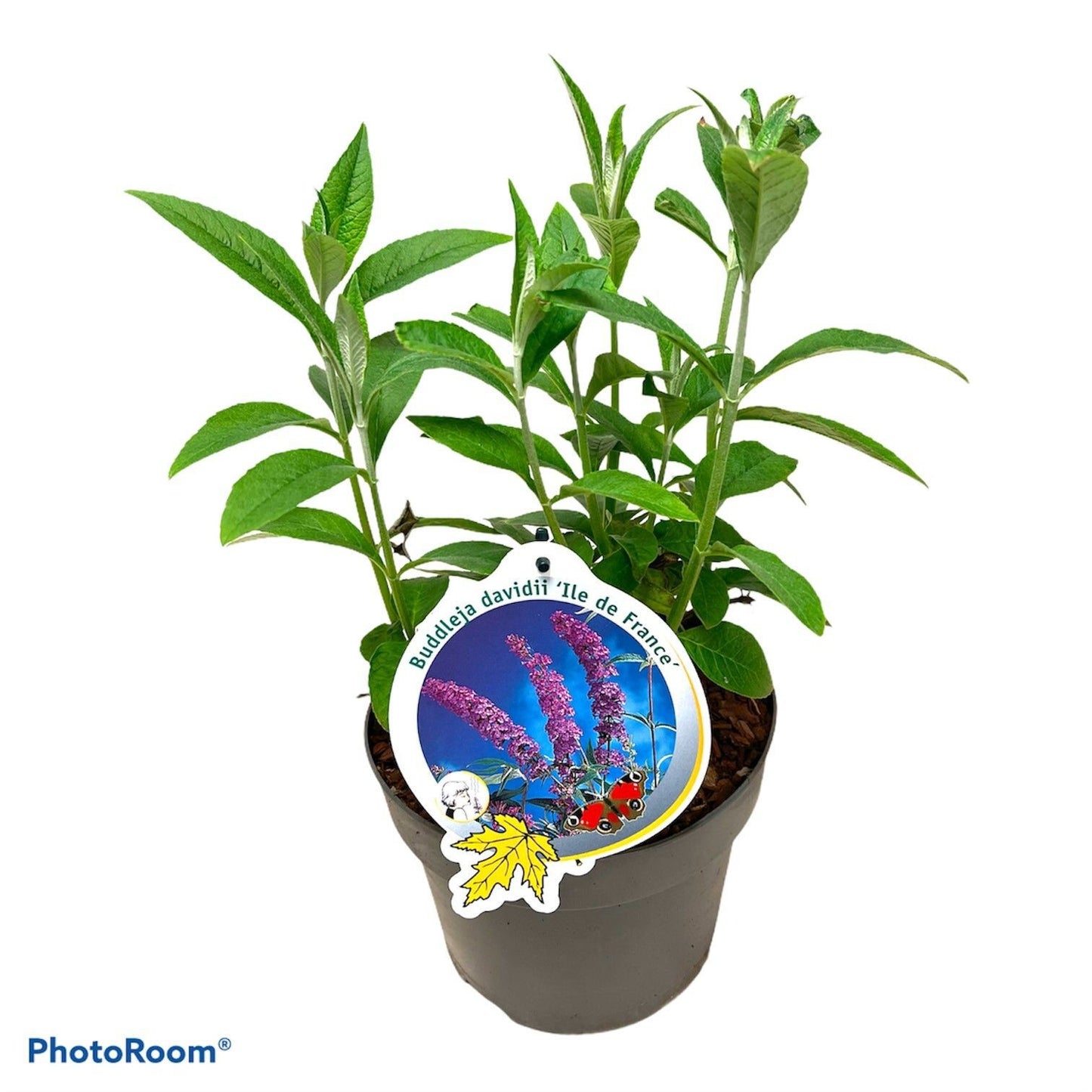 Buddleja davidii Ile de France 50cm 19cm Pot