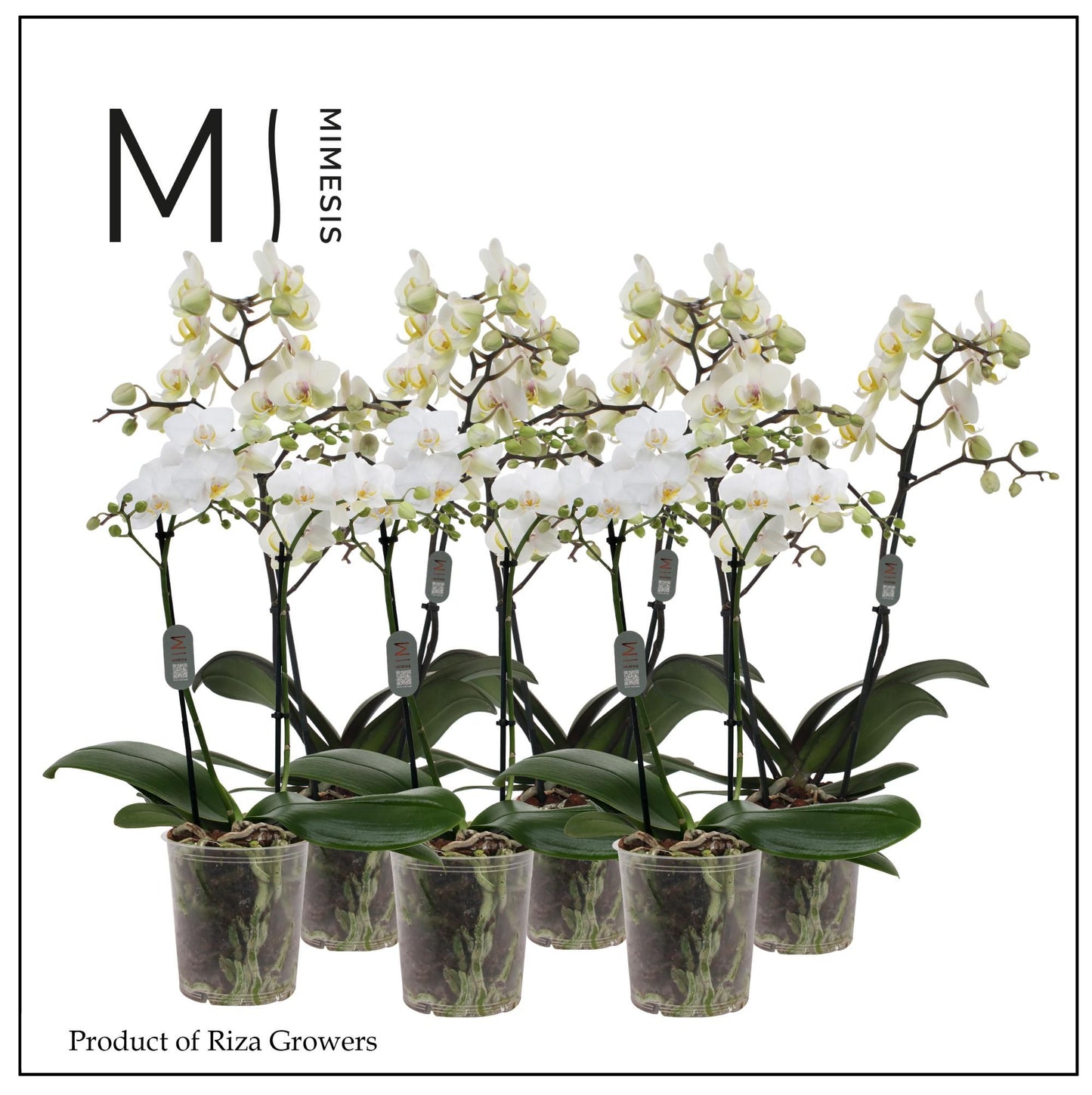Phalaenopsis multiflora white 50cm 12cm Pot