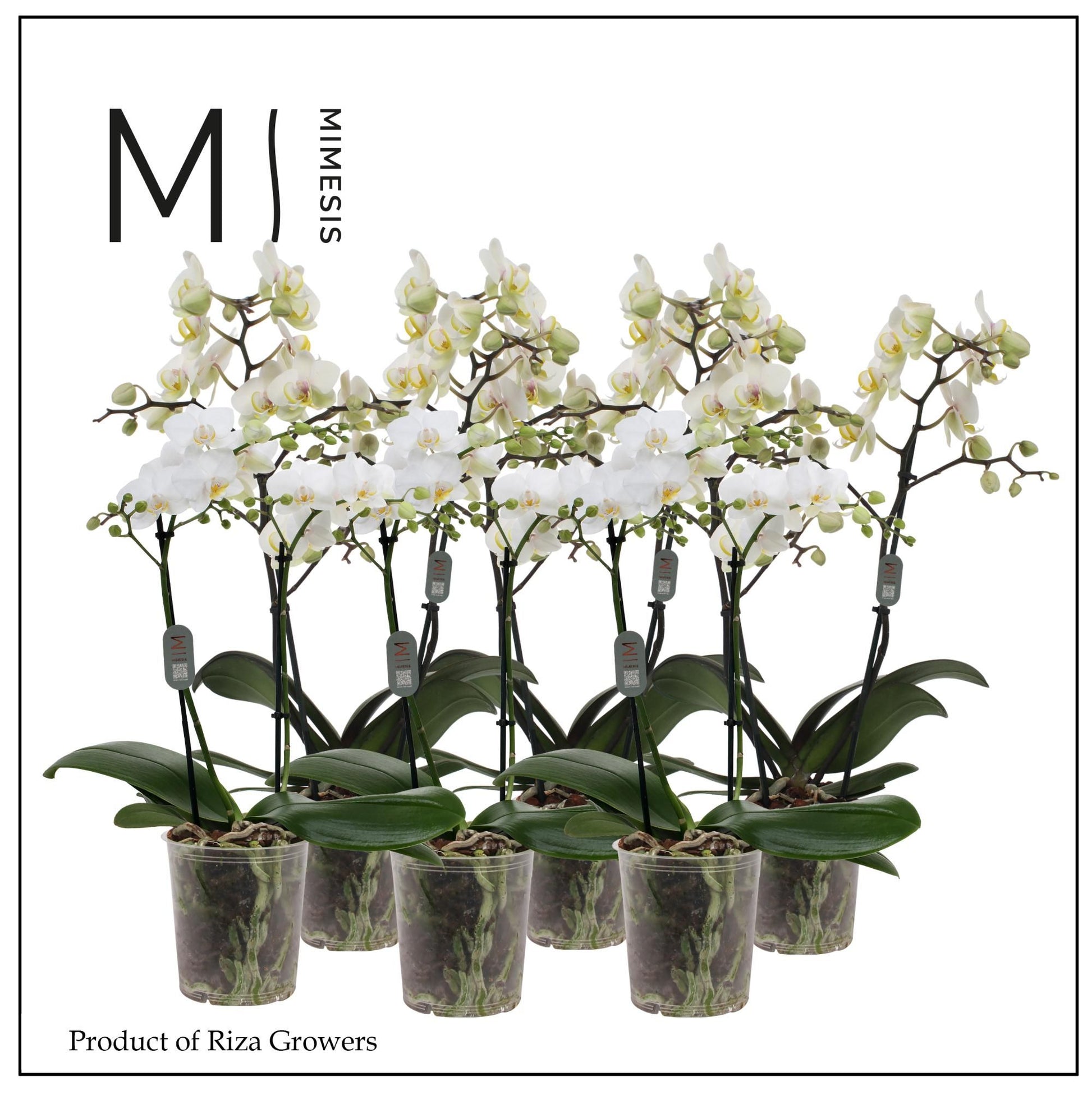 Phalaenopsis multiflora white 50cm 12cm Pot