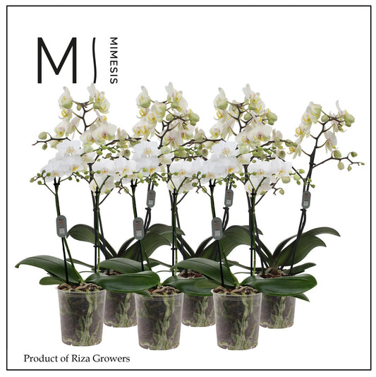 Phalaenopsis multiflora white 50cm 12cm Pot