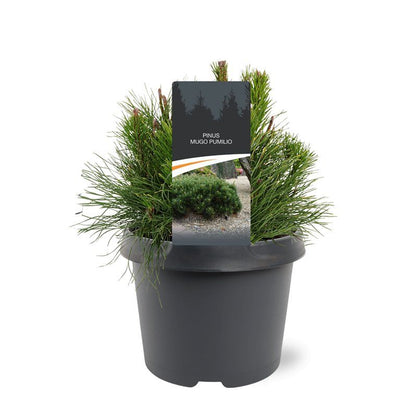 Pinus mugo pumilio 25cm 19cm Pot