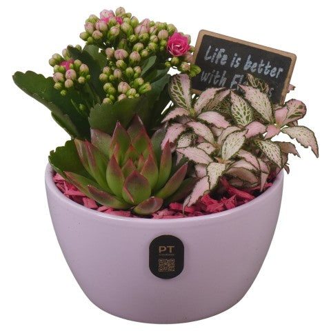 PTIB5131 Arrangementen kamerplanten 17cm 14cm Pot
