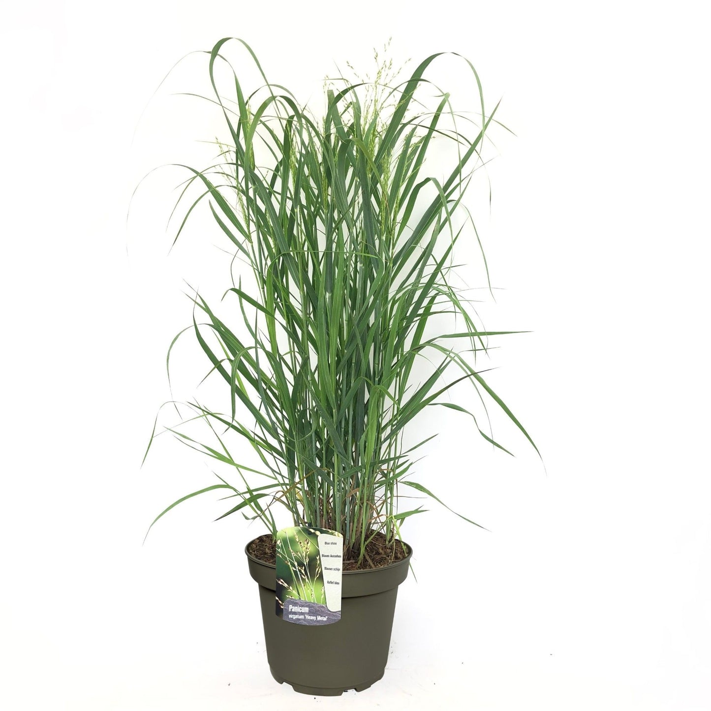 Panicum vir. Heavy Metal 60cm 23cm Pot