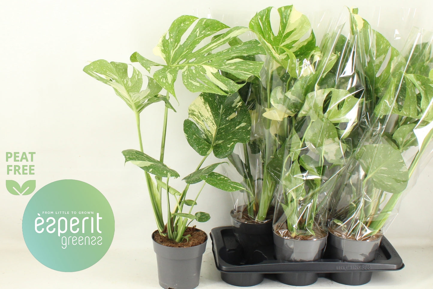 Monstera Thai Constellation 82cm 17cm Pot