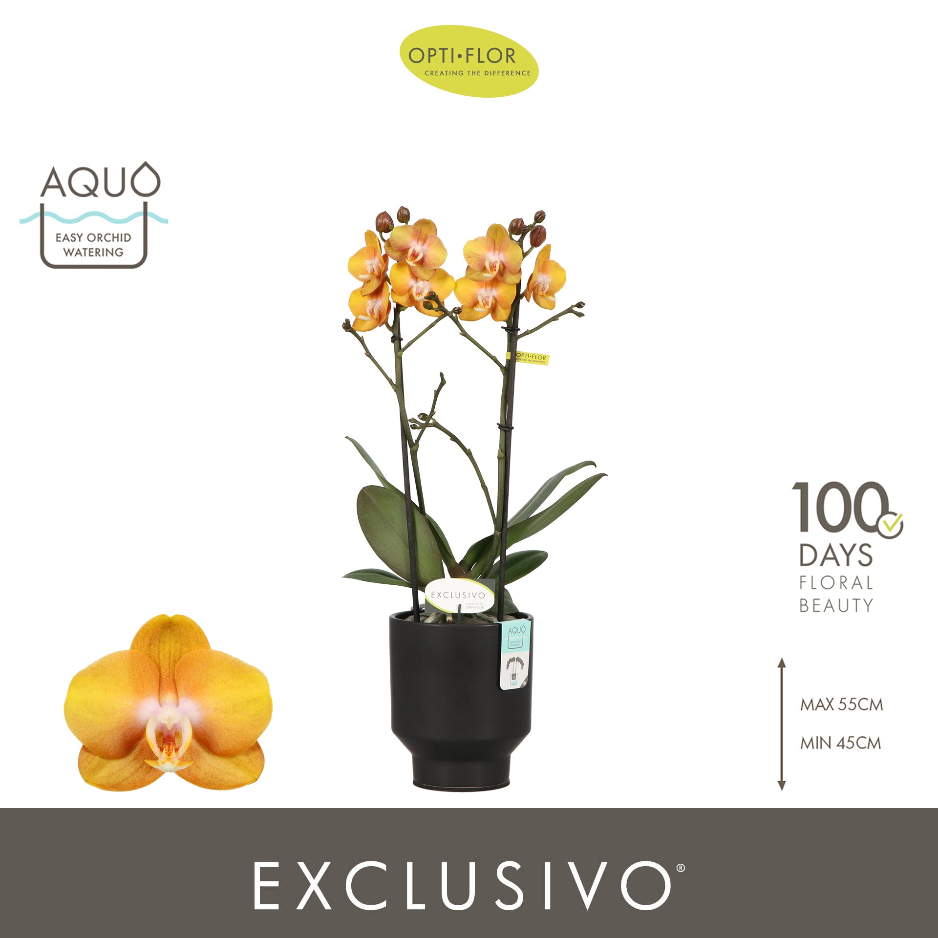 Phalaenopsis mf. Las Vegas (+ drp.ceramic) 45cm 12cm Pot