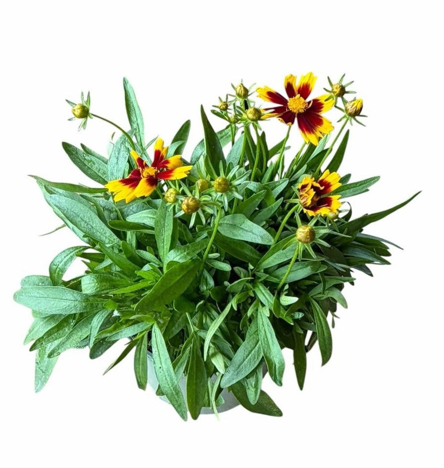 Coreopsis grandiflora 45cm 19cm Pot