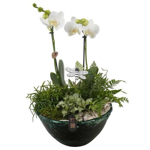 PTIG2718 Arrangementen kamerplanten 47cm 25cm Pot