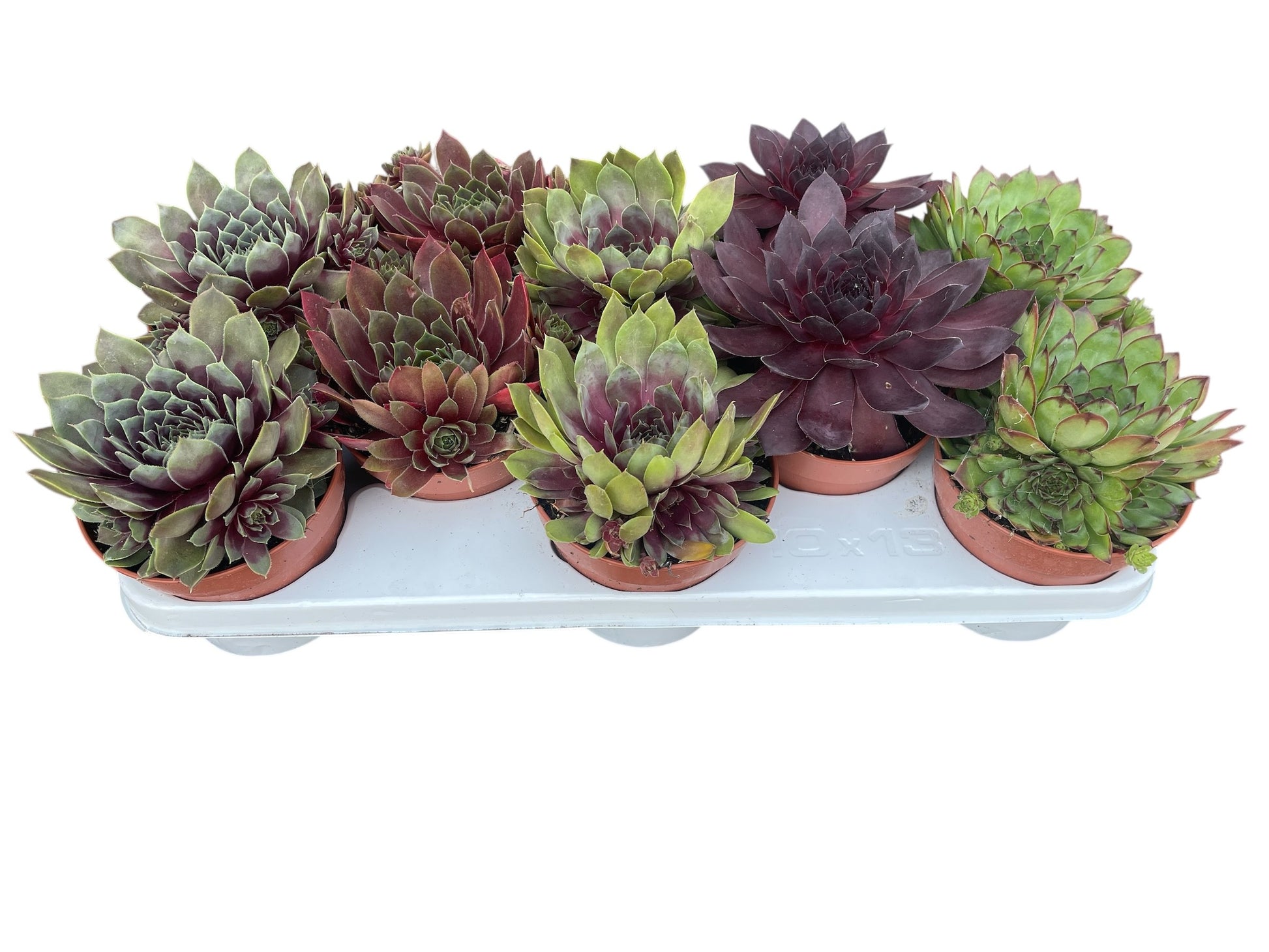 Sempervivum mix 18cm 13cm Pot