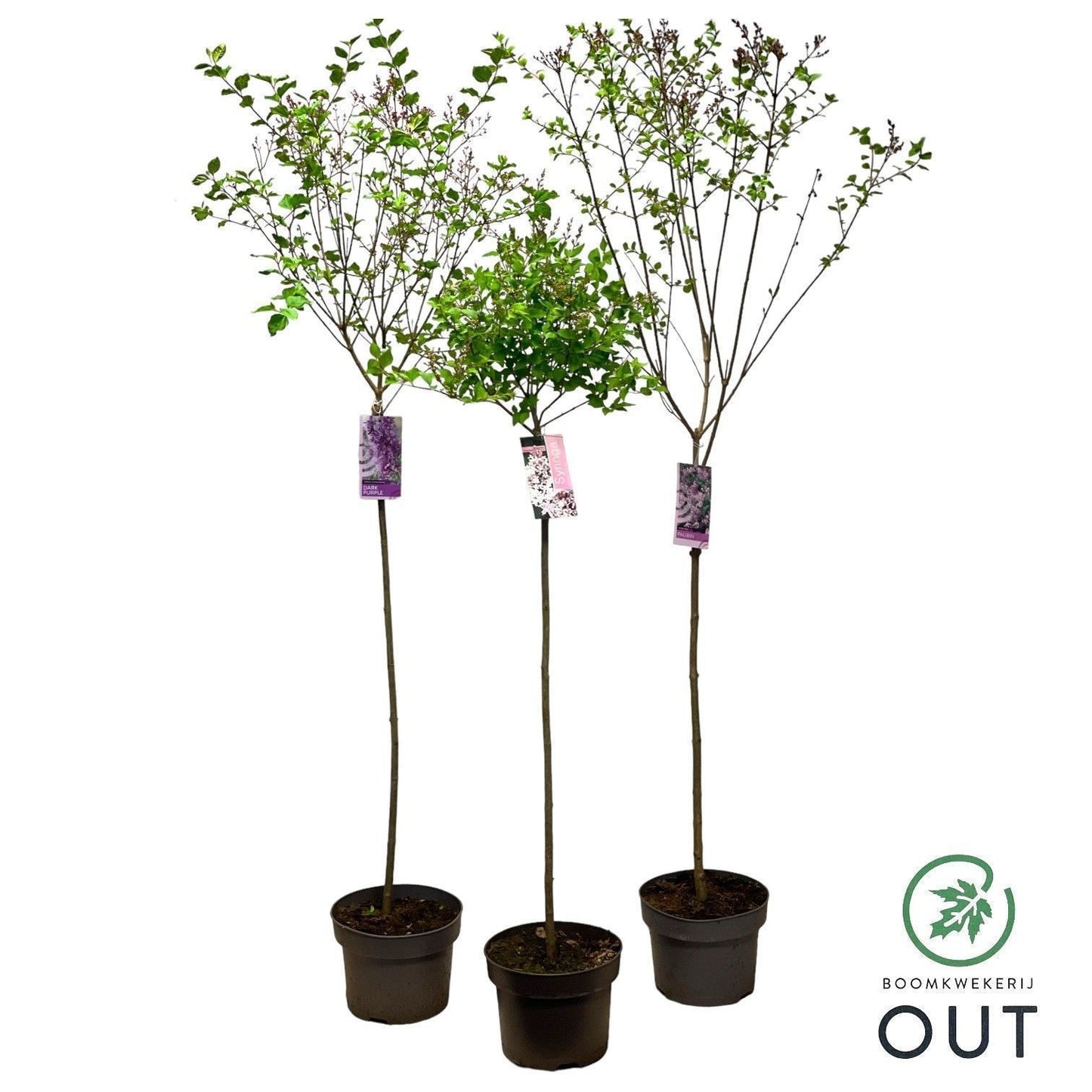 Syringa Hybrid 120cm 23cm Pot