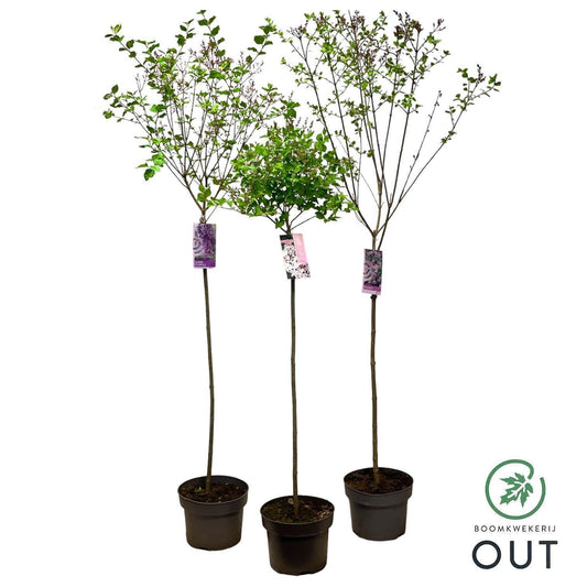 Syringa Hybrid 120cm 23cm Pot