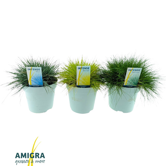 Grasses mix 30cm 17cm Pot
