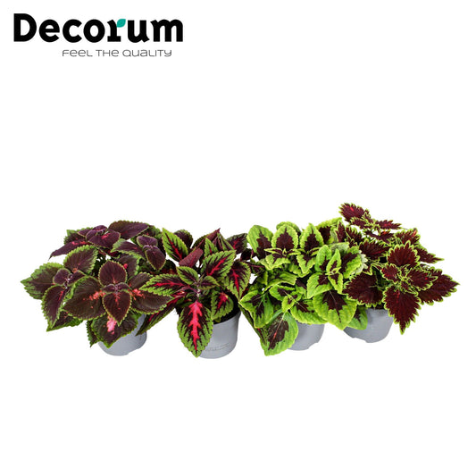 Coleus mix 20cm 13cm Pot