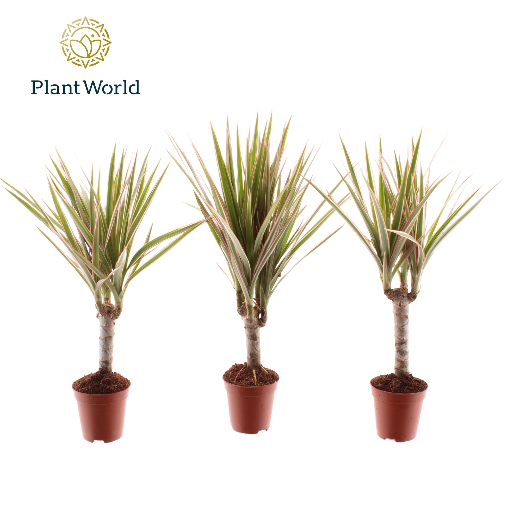 Dracaena Bicolor 30cm 505cm Pot
