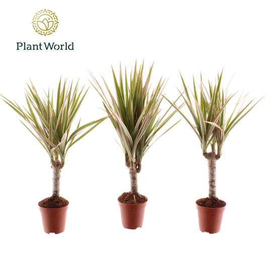 Dracaena Bicolor 30cm 505cm Pot
