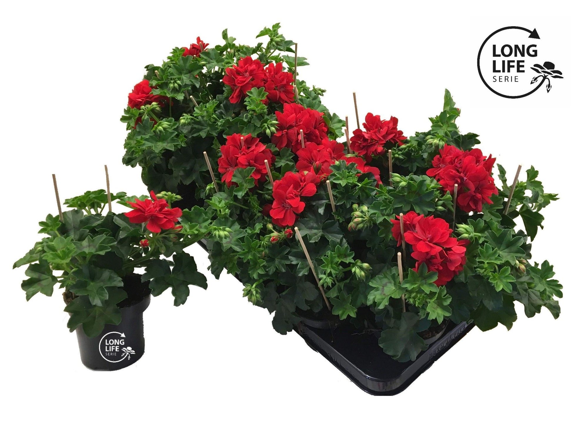 Pelargonium pelt. double red 25cm 510cm Pot
