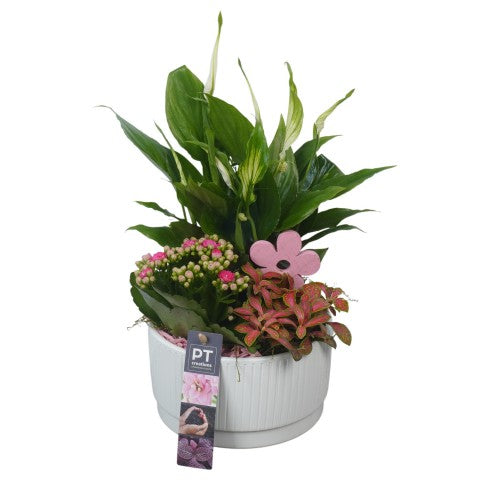 PTSUT8950 Arrangementen kamerplanten 31cm 16cm Pot