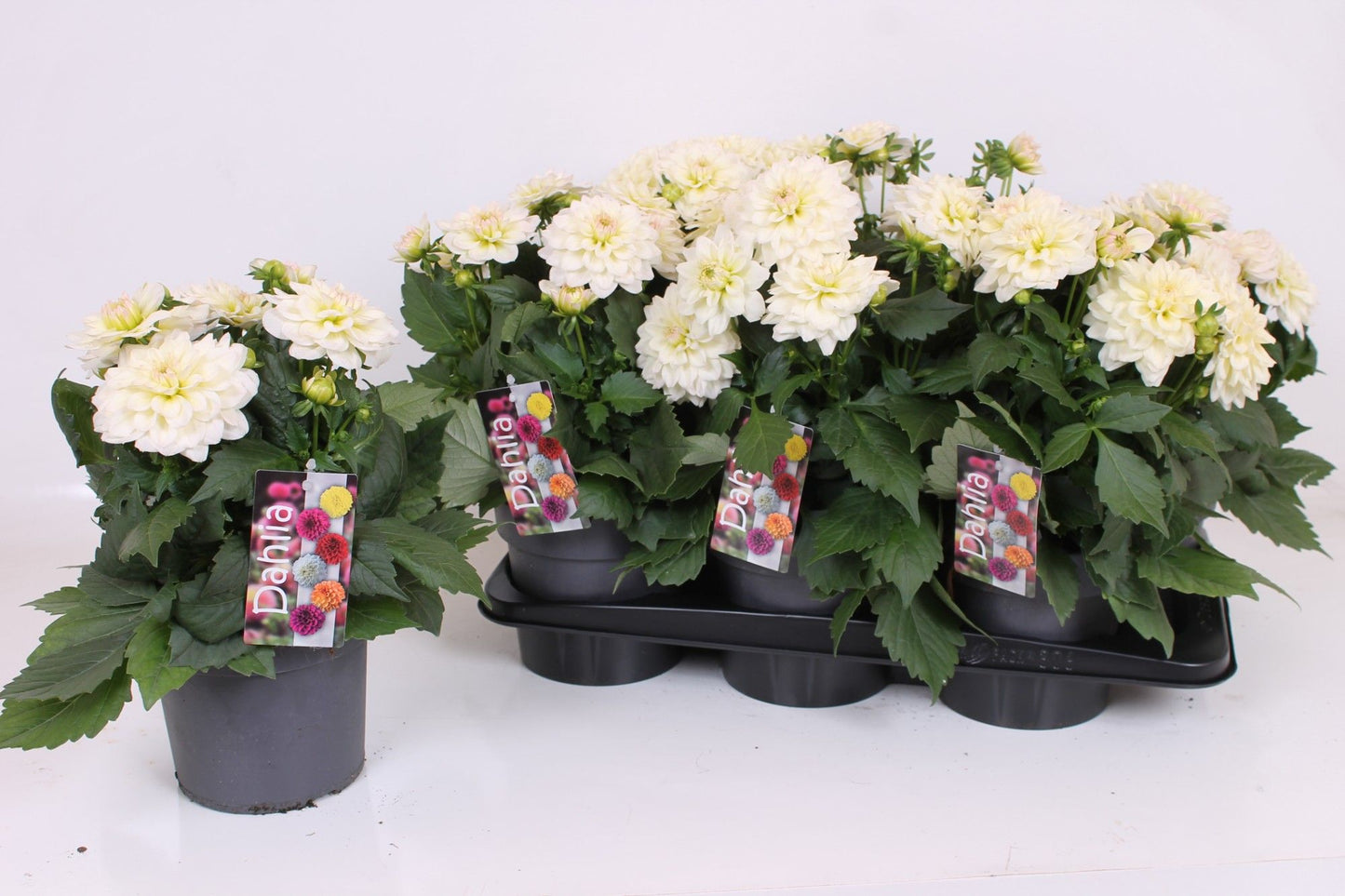 Dahlia Labella Grande White 40cm 17cm Pot