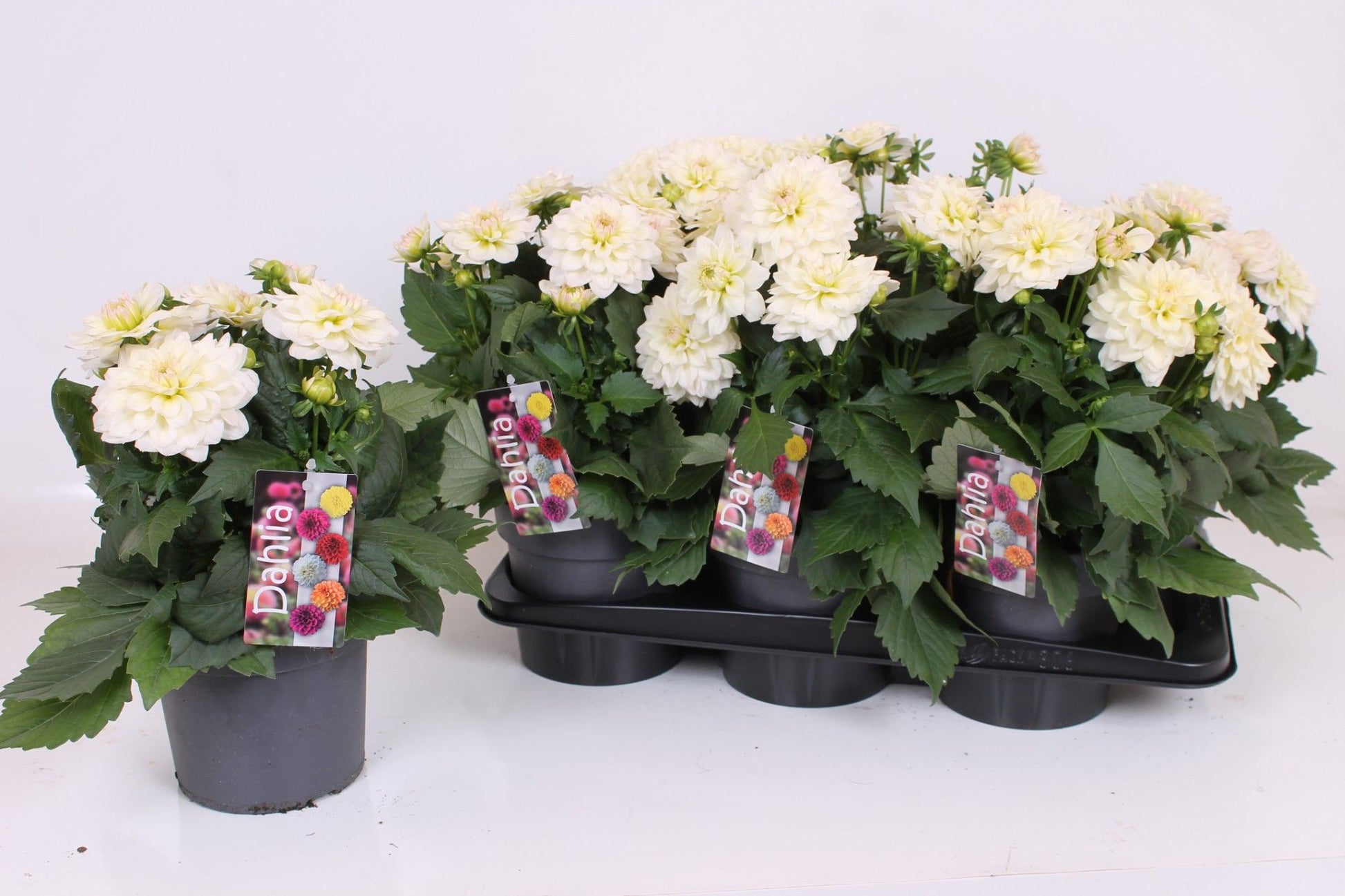 Dahlia Labella Grande White 40cm 17cm Pot